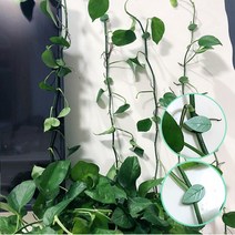 식물 고정핀 집게 넝쿨 줄기 고정클립, 20개