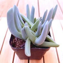 체리톱스 키우기 예쁜 거실 다육 화분80 랜덤발송