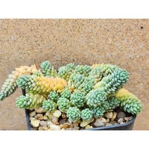 다육식물/세듐-2613 아프리카농장