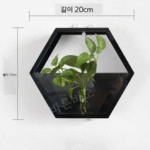 수경 화분 인테리어 수생 식물 천연 가습기 다육, C