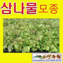 (J소망)삼나물모종(50개) 눈개승마모종
