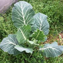 자연농법으로 재배한 비트(잎포함) 신선초 나뭇가지 1kg/케일 2kg, 02.꾸지뽕 나뭇가지 1kg