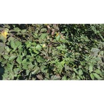 과수/유실수 슈퍼블랙베리(가시없는 복분자)묘목, 슈퍼블랙베리 결실주(대)