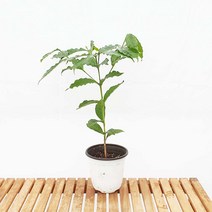아라비카 커피나무 중형 묘목 화분 카페 거실 인테리어 식물