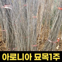 아로니아 묘목 3년생아로니아나무 유실수묘목 결실수