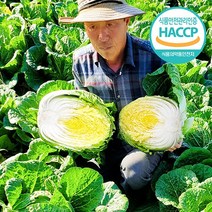 삼부자 명품 강원도 고랭지 절임배추 20kg 예약판매, 90.02월 22일 (수) 도착