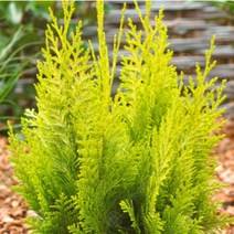 이본느 120cm 분묘 싸이프러스 화분 정원수 관상수 조경수 상록수 포트, 1개