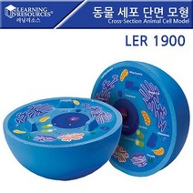 러닝리소스_LER1900 동물 세포 단면 모형 Cross-Section Animal Cell Model. 세포모형 $+189498