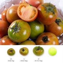 권앤권 산지직송 대저 부산 짭짤이 토마토 2.5kg, 2S
