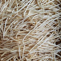 가하푸드영농조합 삼채(뿌리부추), 1개, 1kg