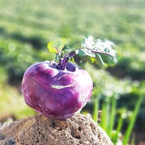 제주 콜라비 5kg 10kg 농장직송 대과 고당도 햇콜라비, 1. 콜라비 로얄과 3kg