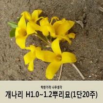 착한가격 나무생각 개나리H1.0~1.2뿌리묘(1단20주)