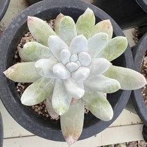 [올식스] 파키피텀 두들레야 다육식물 플랜테리어 반려식물 공기정화식물 개업화분