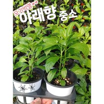야래향-중소/모기쫓는 야래향나무