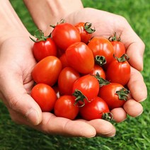 베리카인드 대추방울토마토 2kg 5kg, 3.대추방울토마토2Kg(1-2번과)