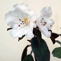 모종 묘목 포포만병초 (5치포트) W1023