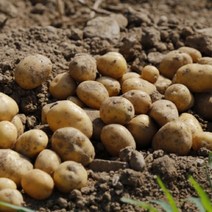 2022 수확한 포슬포슬한 수미감자 중 대 사이즈 5kg 10kg