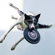 강아지 원반 소형견 대형견 장난감 젤라틴 표준규격 프리스비, 대(23cm), 그린