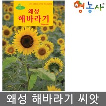 왜성 해바라기씨앗 50립, 왜성해바라기, 왜성해바라기