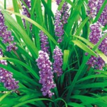 재래종 맥문동 산야초 종자 품종 식물 씨 씨앗 100립