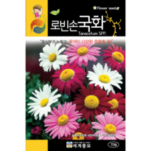 로빈손 국화 씨앗 70립 / 꽃씨 키우기 화단가꾸기