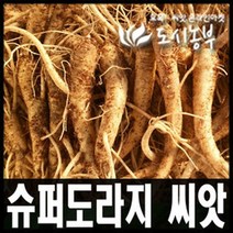 국내산 슈퍼도라지 씨앗/종자 1000립씩 판매/도시농부