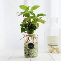 그린테라피 수경재배식물 유리병 실내공기정화식물 수중식물키우기 DIYSET, 산호수+직선
