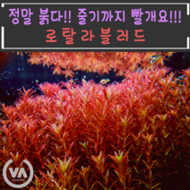 [비바소녀] 붉다 붉어 로탈라블러드(3촉/7촉) / 수초 레이아웃 초보수초 어항 잔디 새우 구피 미니어항, 7촉