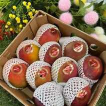 [맛나과일] 고당도 페루 애플망고 특품 1등급 2과/4과/1BOX(8-9), 2과