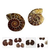암모나이트 화석 표본 달팽이 학생 교육 고생물학 교육 소품 물고기 샘플 모델, 보여진 바와 같이, 2.5x2.5cm