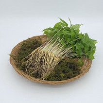 무농약 새싹삼(소) 50수 (고흥농장), 단품