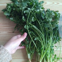 고수 생잎 300g (코리앤더)