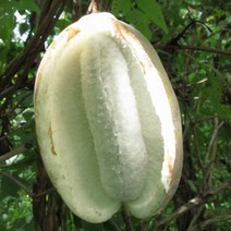 목하원예조경 으름나무 묘목 (백화으름) 포트묘