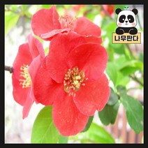 (나무판다) 명자 흑광 나무 묘목 키 60cm내외, 2. 명자(흑광) 키 60cm 내외 (2주묶음)