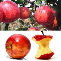 [청년농부] 청송사과 햇 부사 껍질째먹는 꿀사과 특품, 청송사과 가정용 (특대과) 10kg