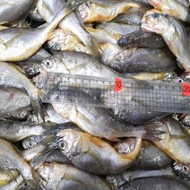 목포 참조기 생물조기 15kg 생물 냉동 참조기 구이, 1개