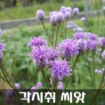 [해피플라워] 어여쁜 가을 야생화 각시취 씨앗 0.1g(약 100립) / 봄 가을 파종 꽃씨