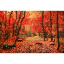 가을 분위기 소품 장식 인테리어 단풍나무 숲 사진 배경 자연 풍경 떨어지는 나뭇잎 창 강 스튜디오, 192.Vinyl 250x180cm - NBK43368