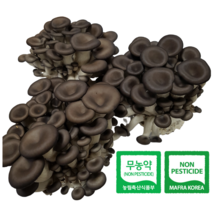 산지직송 무농약 GAP 느타리버섯 2KG 대용량 흑타리버섯, 1개