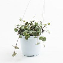 갑조네 행잉플랜트 러브체인(소) 공기정화식물 먼지먹는식물 실내인테리어, 러브체인(소품), 1개