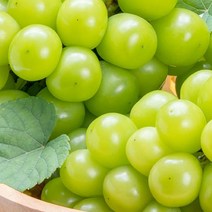 소과 지역 랜덤 특급 샤인머스켓 보관 묘목 가격 재배 1kg, 1개, 본 상품 선택하기