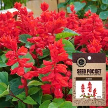 월드가드닝 정원 좋은 꽃 씨앗 야생화 사루비아씨 200개, 1포