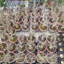 애기사과나무 과실수 40~70cm 299