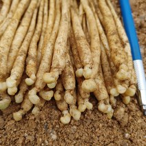 22년 가을 인삼모종 종삼 묘삼 300종 30뿌리 산양삼용 새싹삼용, 실외 미발아처리