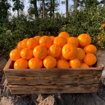 최고당도 15brix 제주 천혜향 로얄과 3kg / 4.5kg / 10kg, 5kg 중소과