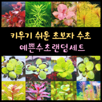 [수초스토어] 예쁜 검역 수초 랜덤세트 / 구피 새우 어항 쉬운 이쁜 은신처 음성 중경 후경 초보 풍성한 흑사 붉은 수족관 무이탄 치어 베타 열대어, 2. 랜덤수초 8종