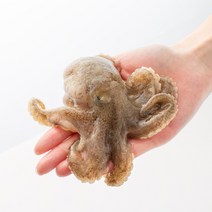 맛수러움 안면도 생물 활 쭈꾸미 주꾸미 제철 알쭈꾸미 1kg, 1개, (산소포장)생물쭈꾸미 1kg(10미내외)