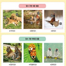동물의 한살이 4인/과학 실험 키트 교구 도구 만들기