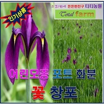 TB/야생화/포트묘/화분용/조경용/꽃창포 5주