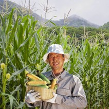강원도홍천 찰옥수수 강원도영월 찰옥수수 미백옥수수 햇찰옥수수, 1박스, (영월)특품10개